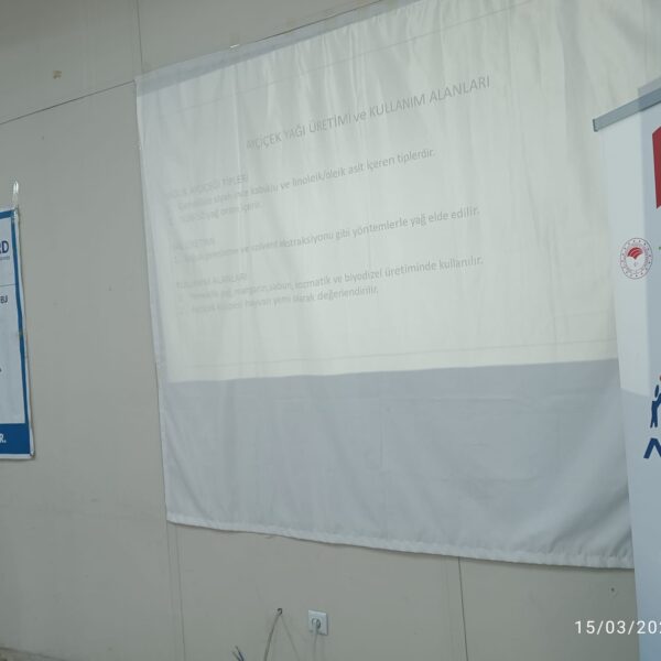 Yaglik_aycicek (3)